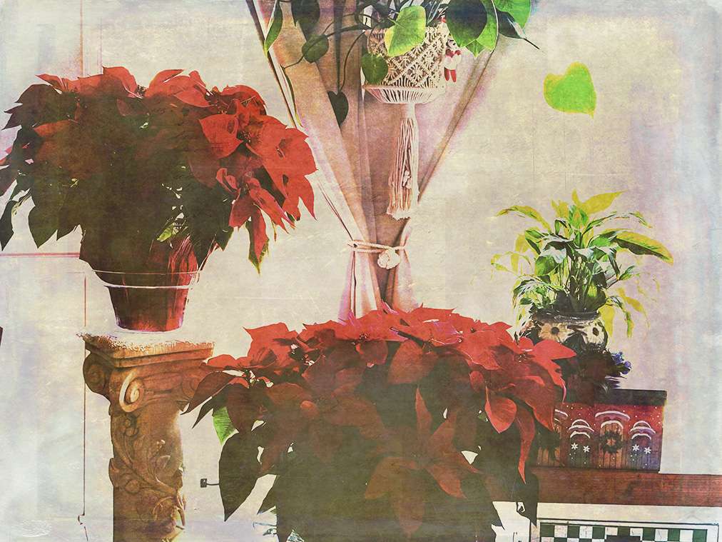 poinsettia 2025