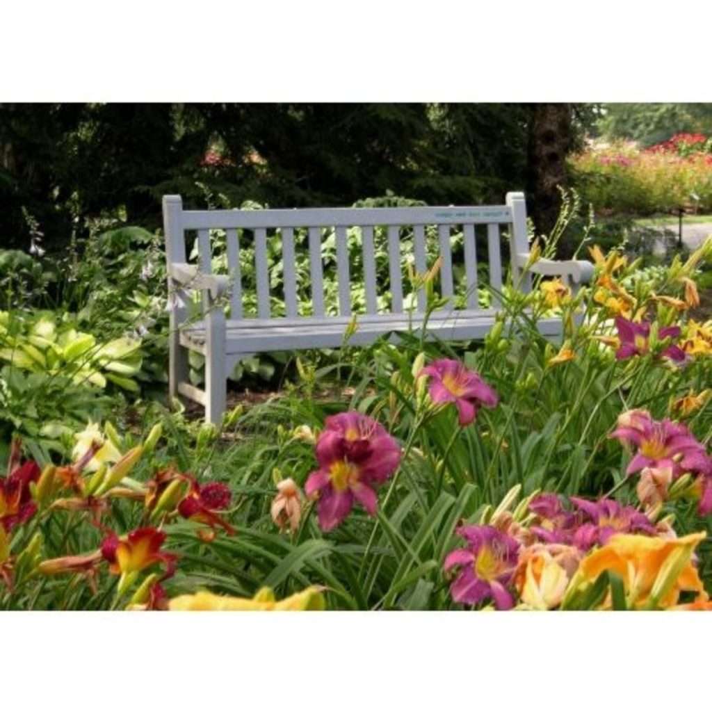 Daylilies in Whetstone Park in late June/early July