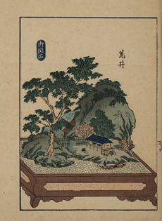 Japanese Bonsai