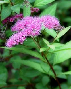 Spirea bloom